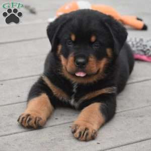 Ajax, Rottweiler Mix Puppy